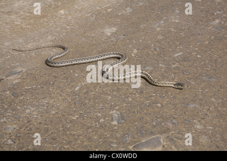 Gemeinsamen Garter Snake (Thamnophis Sirtalis) überquert Straße Stockfoto