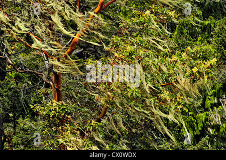 Pazifische Madrone, Erdbeerbaum (Arbutus Menziesii) mit Flechten, East Sooke Roche Cove, BC, Kanada Stockfoto