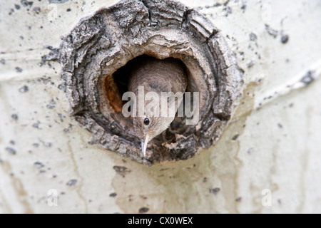 House Wren Bird songbird, der aus Nest Cavity in Aspen Tree guckt