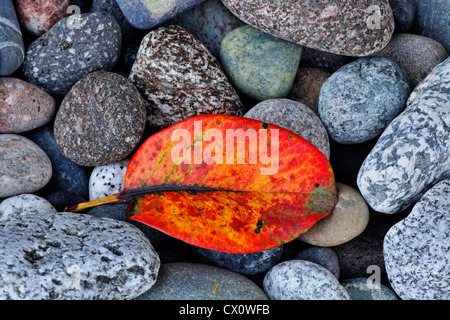 Bunte Strand Steinen und gefallenen pazifische Madrone (Arbutus Menziesii) Blatt, East Sooke Regionalpark Aylard Farm, BC, Canada Stockfoto