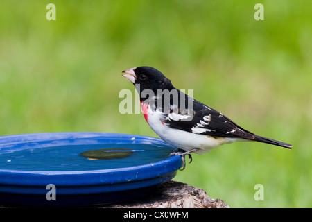 Männliche Rose – Breasted Kernbeißer thront auf einem Vogelbad Stockfoto