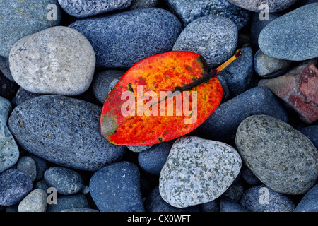 Bunte Strand Steinen und gefallenen pazifische Madrone (Arbutus Menziesii) Blatt, East Sooke Regionalpark Aylard Farm, BC, Canada Stockfoto