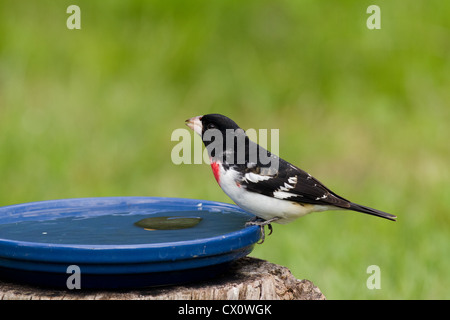 Männliche Rose – Breasted Kernbeißer thront auf einem Vogelbad Stockfoto