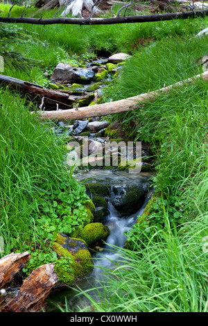 Ein kleiner Bach fließt vom alpinen Seen in der Nähe von Wheeler Peak im Great Basin National Park. Stockfoto