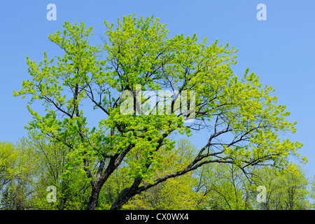 Ahornbaum im Frühling Laub, Ashland, Wisconsin, USA Stockfoto