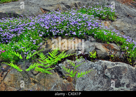 Steingarten mit Kriechender Phlox und Adlerfarn Farn, Greater Sudbury, Ontario, Kanada Stockfoto