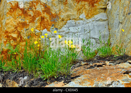 Quarzit-Felsen des Willisville Berges mit Lance-leaved Coreopsis (Coreopsis Lanceolata), Willisville, Ontario, Kanada Stockfoto