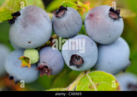 Gebüsch Heidelbeere (Vaccinium angustifolium) reife Beeren in eine Rekordernte, Greater Sudbury, Ontario, Kanada Stockfoto