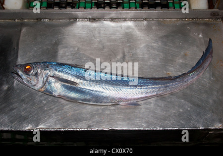 Hoki Blauer Seehecht Whiptail (Macruronus Novaezelandiae