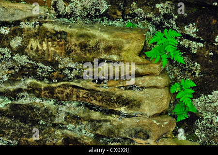 Farne auf einer Sandstein-Felswand in der Nähe von Scott fällt, Au-Zug, Michigan, USA Stockfoto