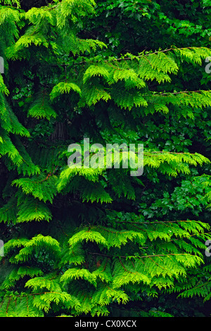 Western Red Cedar Äste, Mount Revelstoke National Park, Britisch-Kolumbien, Kanada Stockfoto