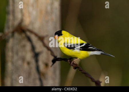 Männliche amerikanische Stieglitz Stockfoto