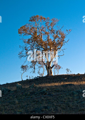 Gum Tree, Snowy Mountains, New South Wales, Australien Stockfoto