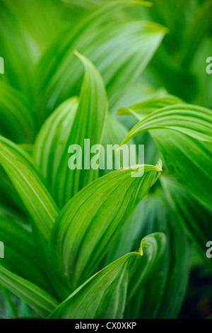 Falsche Hellbore (Veratrum Viride), Mount Revelstoke National Park, Britisch-Kolumbien, Kanada Stockfoto