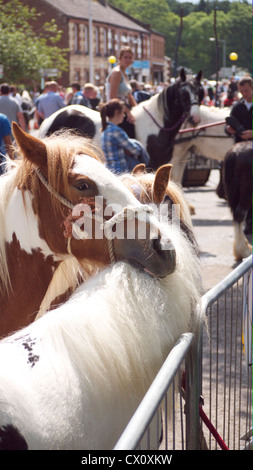 ein Pferd schaut Betrachter in einen Zigeuner Pferd Messe in Appleby, Westmorland, Nordwestengland Stockfoto