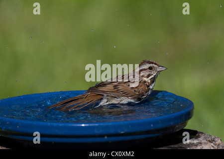 Singammer und Vogeltränke Stockfoto