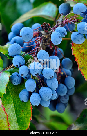 Oregon Grape (Mahonia Aquifolium, Berberidaceae), Revelstoke, Britisch-Kolumbien, Kanada Stockfoto