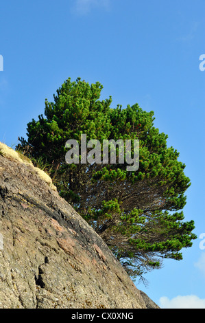 Ufer-Kiefer (Pinus Contorta) wächst auf Felsvorsprüngen auf Hanson Island, Vancouver Island, BC, Kanada Stockfoto