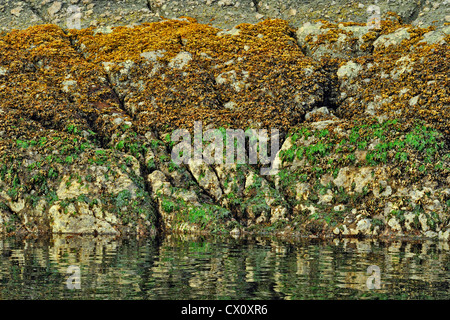 Meeressalat und Fucus geschichtet auf Felswand Hanson Insel bei Ebbe, Vancouver Island, BC, Kanada Stockfoto