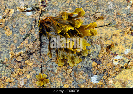 Pacific Rockweed (Fucus Distichus) bei Ebbe, Vancouver Island, Hope Island, BC, Canada Stockfoto