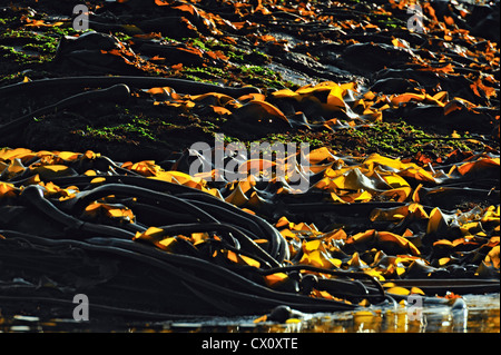 Bull Seetang (Nereocystis Luetkeana) Hanson Island, Vancouver Island, BC, Kanada Stockfoto