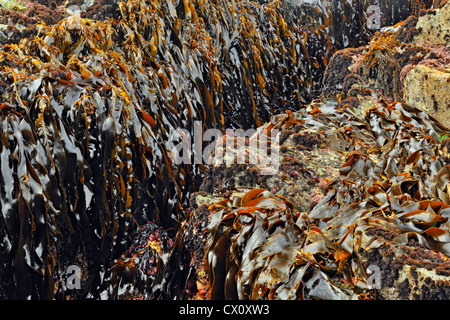 Bull Seetang (Nereocystis Luetkeana) Hope Island, Vancouver Island, BC, Kanada Stockfoto