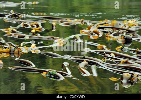 Bull Seetang (Nereocystis Luetkeana), Vancouver Island, BC, Kanada Stockfoto