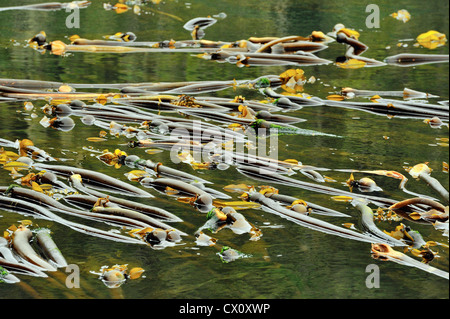 Bull Seetang (Nereocystis Luetkeana), Vancouver Island, BC, Kanada Stockfoto