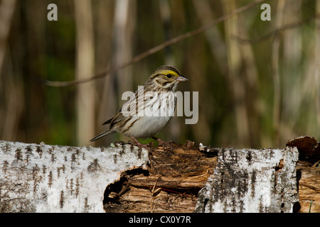 Savannah Sparrow Stockfoto