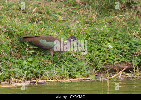 Hadada Ibis (Bostrychia Hagedash) am Ufer des Kanals Hütte, Queen Elizabeth NP, Uganda Stockfoto