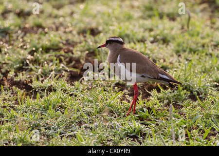 Regenpfeifer (gekrönte Kiebitz) gekrönt (Vanellus Coronatus), Queen Elizabeth NP, Uganda Stockfoto