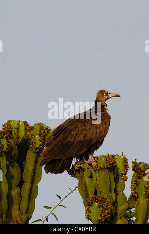 Mit Kapuze Geier (Necrosyrtes Monachus) in Queen Elizabeth National Park, Uganda Stockfoto