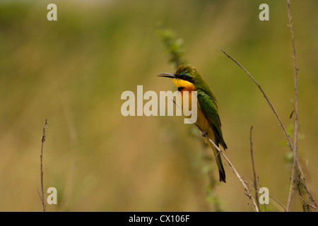 Kleine Biene-Esser (Merops percivali), thront auf Schilf, Queen Elizabeth National Park, Uganda Stockfoto