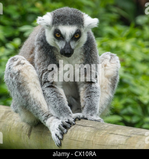 Ein Ring tailed Lemur gibt ein sehr bedeuten Stare beim Sitzen auf einem Protokoll. Stockfoto
