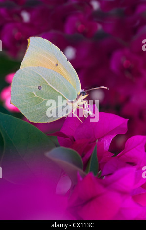 Schmetterling der Zitronenfalter (Gonepteryx Rhamni) ernähren sich von Nektar aus Bougainvilla Stockfoto