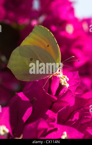 Schmetterling der Zitronenfalter (Gonepteryx Rhamni) ernähren sich von Nektar aus Bougainvilla Stockfoto