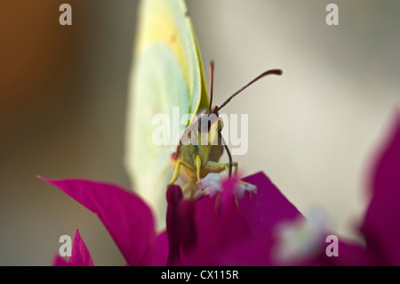 Schmetterling der Zitronenfalter (Gonepteryx Rhamni) ernähren sich von Nektar aus Bougainvilla Stockfoto