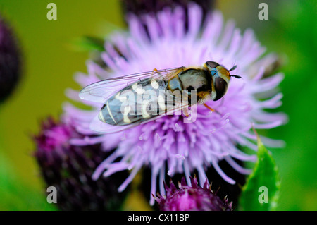 Eine Schwebfliege ruht auf einer Distel UK Stockfoto