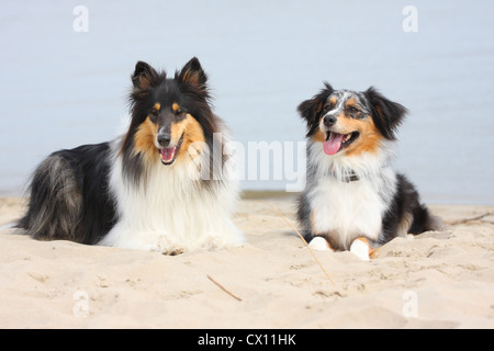 Australian Shepherd und Collie Stockfoto