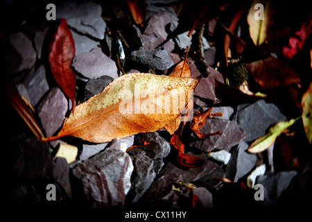 Herbstlaub auf Schiefer Kiesel Stockfoto