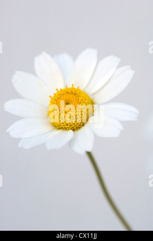 Nahaufnahme von Mutterkraut (Tanacetum Parthenium) Stockfoto