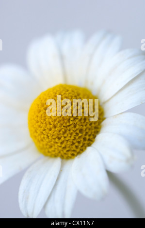 Nahaufnahme des Kopfes Mutterkraut (Tanacetum Parthenium) Stockfoto