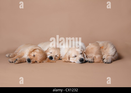 Golden Retriever Welpen Stockfoto
