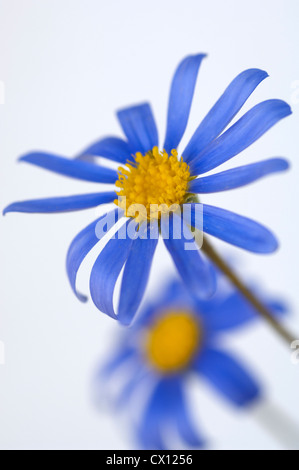 Nahaufnahme von Blue Daisy (Felicia Amelloides) Stockfoto