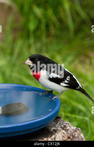 Männliche Rose – Breasted Kernbeißer auf Vogelbad Stockfoto