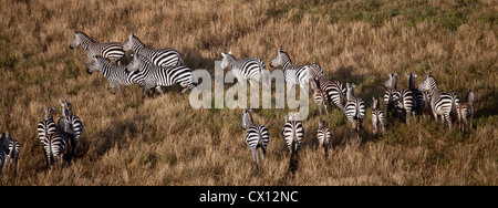 Eine Herde Zebras quer über der Savanne im Serengeti Nationalpark, Tansania. Entnommen aus einem Heißluftballon. Stockfoto