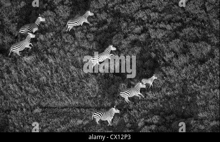 Eine Herde Zebras quer über der Savanne im Serengeti Nationalpark, Tansania. Entnommen aus einem Heißluftballon. Stockfoto