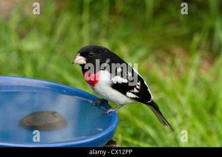 Männliche Rose – Breasted Kernbeißer auf Vogelbad Stockfoto