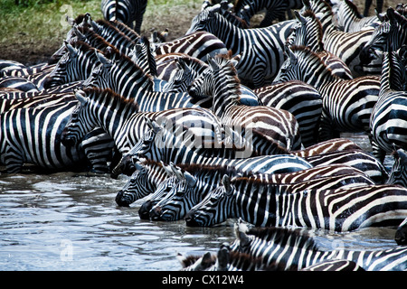 Eine Herde Zebras, die an einem Wasserloch zu trinken, wie sie für Raubtiere aufpassen. Serengeti Nationalpark, Tansania. Stockfoto