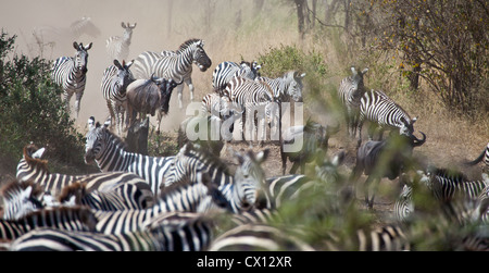 Gnus und Zebras während der Völkerwanderung im Serengeti Nationalpark, Tansania. Stockfoto
